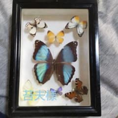 蝶々の標本 お値下げいたします！のサムネイル