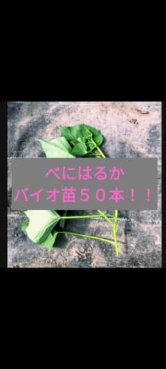 残り2日！】べにはるかバイオ苗50本！！ - メルカリ