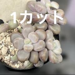 ぶどうのほっぺ メルカリ便 札付き・抜き苗 古都の葉さん苗 ぶどうのほっぺ 1個 カット苗 古都の葉 多肉植物 セダム - メルカリ