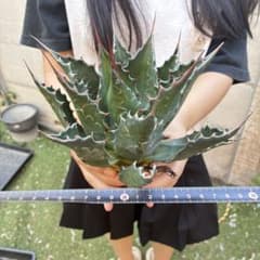 444 アガベ モンタナ 極上鋸歯高発色株 極上美株 特選 - メルカリ
