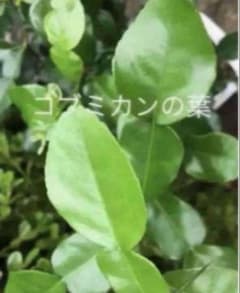 コブミカンの葉 30枚　タイ料理 アジアンハーブのサムネイル