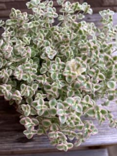 多肉植物 リトルミッシーのサムネイル