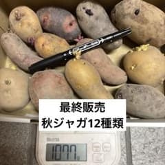じゃがいも　12種　種芋　サイズ　自然栽培　⑥1077gのサムネイル
