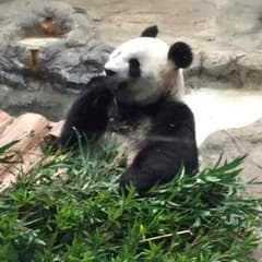まてさち様 専用のサムネイル