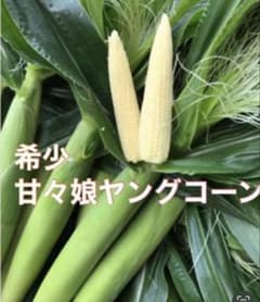 希少！！甘々娘ヤングコーン髭無し２０本！のサムネイル