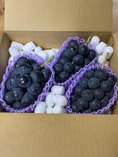 ★ナガノパープル　長野県産 ３～４房　約２キロ(1.8-2.0Kg)のサムネイル