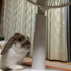 KANA様専用    小動物 爪切りのサムネイル