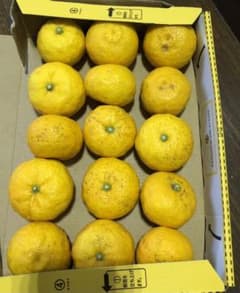 ゆず 無農薬　種無しのサムネイル