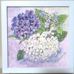 1757 スクエアフレーム入り「アジサイ3種」水彩画、原画、花の絵