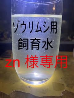 メダカの飼育水　＊期間限定の増量中＊のサムネイル