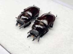【まとめてok】本日‼️限定値下げ⭐︎早い者勝ち‼️ヤエヤママルバネクワガタ 注※のサムネイル