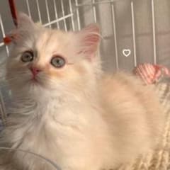 専用ページのサムネイル