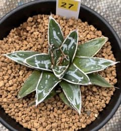 【極上レア株】特大！Agave Celsii Nova ノバ美株①アガベ　根付き 極上レア株】特大！Agave Celsii Nova ノバ美株①アガベ 根付き