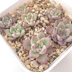 チワワエンシスイエコラ×ホリコロ 実生苗セット メルカリ便 抜き苗