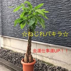 TAKA様専用です☆ 金運UPパキラ☆ ねじり　癒しの観葉植物のサムネイル