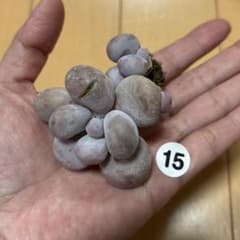 多肉植物♡ぷくぷく♡オレンジスノーボール カット苗 - メルカリ