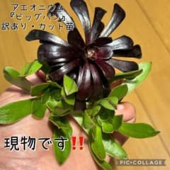 多肉植物 アエオニウム 『ビッグバン』 訳あり・カット苗 現物です