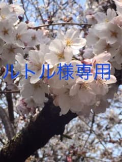ルトル様専用のサムネイル