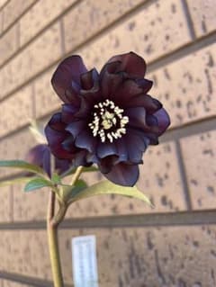 クリスマスローズ グロスダークチョコレート交配 加藤農園 開花株 蕾