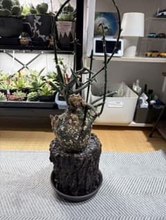アデニア・グロボーサ 発根済み鉢付き 現地株 - メルカリ