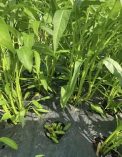新鮮　空芯菜　5キロのサムネイル