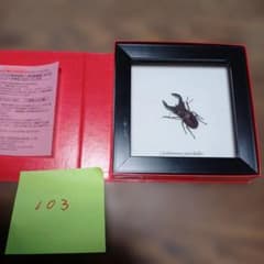 Oryctes rhinoceros 標本 ケース付きクワガタ - メルカリ