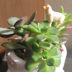 ミニチュア 動物 フィギュア 羊のサムネイル