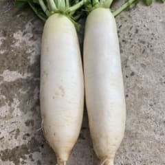 採れたて！おでん大根2本セットのサムネイル
