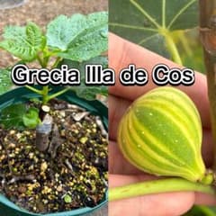 ☆希少品種☆Cu de Burro　イチジク 挿し穂 穂木　 いちじく　挿し木　発根or新芽　無農薬　10本　挿木　挿し穂