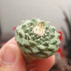 特価】ストロンボカクタス 菊水 実生 扁平株 - メルカリ