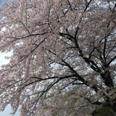 H.yato様 専用のサムネイル