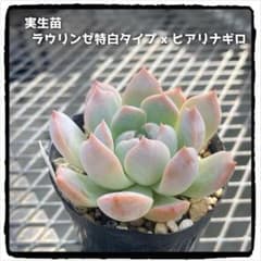 多肉植物エケベリア 実生苗 ラウリンゼ特白タイプxヒアリナギロ ⓒ 抜き苗のサムネイル