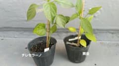 訳あり　おそらくチレセラーノと黄金唐辛子　苗　結果、それでもよい方。のサムネイル