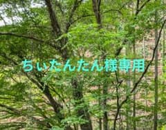 チェルラーホワイトブライトセラム CELLULA WHITE 美容液 15mL - メルカリ