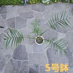 フィロデンドロン　トータムのサムネイル
