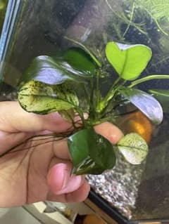 アヌビアスナナのサムネイル