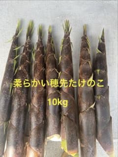柔らかい穂先たけのこ　10kg(発送日朝収穫)のサムネイル