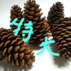 松ぼっくり 約 15cm 特大 5個セットのサムネイル