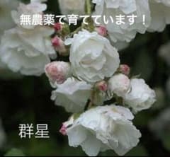 バラ苗、ツルバラ群星苗No.7のサムネイル