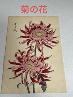 菊の絵　版画？　品種名　清涼殿 菊の絵 版画？ 品種名 清涼殿 - メルカリ
