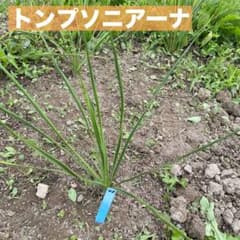 ユッカ トンプソニアーナ 1株 苗40 - メルカリ