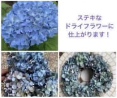 紫陽花苗、ドライフラワー用アジサイ苗、優しいブルー紫陽花苗No.1のサムネイル