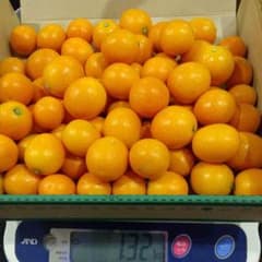 タマタマでお馴染み宮崎金柑のサムネイル
