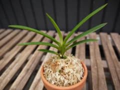 富貴蘭 無名 青軸紺覆輪白根 - メルカリ
