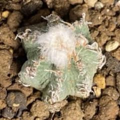 サボテン アズテキウム 花籠 リッテリ 発根済 希少種 抜き苗 - メルカリ