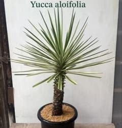 aloifolia