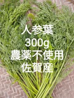 人参の葉っぱ300g 農薬不使用 佐賀産 ネコポスのサムネイル