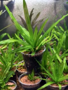 エキノドルス 赤ウルグ羊 AZ0112-9 エキノドルス 赤ウルグ羊 AZ0112-9 - メルカリ