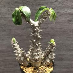 パキポディウム　ウィンゾリー　極太　国内実生　塊根植物　コーデックス　パキプス パキポディウム ウィンゾリー 国内実生 塊根植物 コーデックス