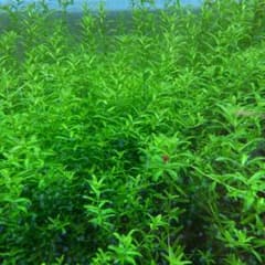 パールグラスのサムネイル